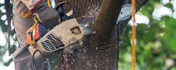 Best Fruit Tree Pruning  in Fallbrook, CA